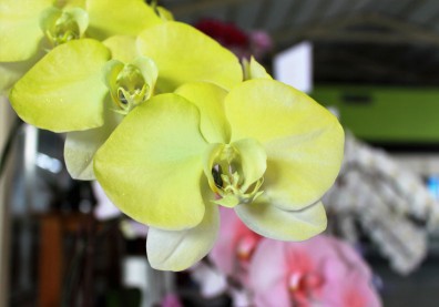 台灣蝴蝶蘭再創外銷奇蹟 竟是日本老齡化幫的忙？