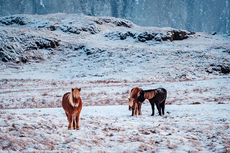 呆萌療癒系的冰島馬有什麼特殊之處,成為冰島人最重要的朋友?_img_1