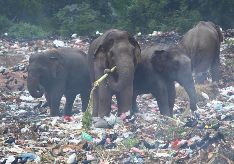 地球最大的悲歌！聯合國報告：人類迫使100萬物種面臨絕種威脅_img_1