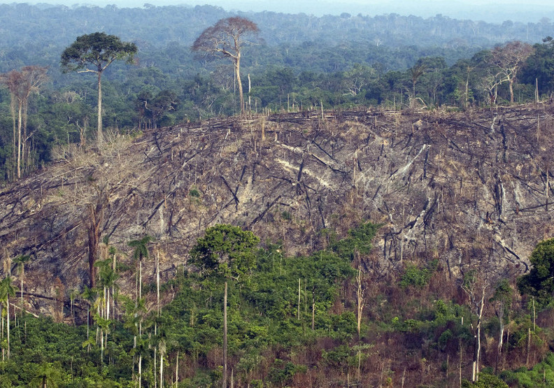 地球最大的悲歌！聯合國報告：人類迫使100萬物種面臨絕種威脅_img_3