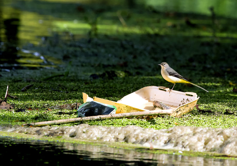 地球最大的悲歌！聯合國報告：人類迫使100萬物種面臨絕種威脅_img_5
