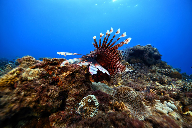 難以忘懷的恐懼經歷,開啟她23歲守護海洋之美的旅程_img_4