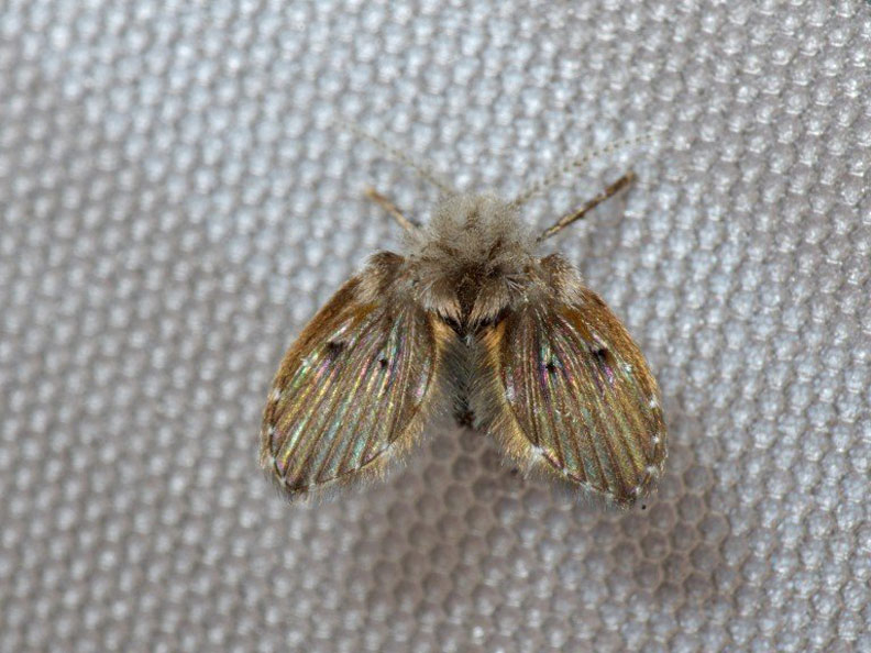 千萬別徒手打!對付浴廁小黑蟲「蛾蚋」從根源做起_img_1