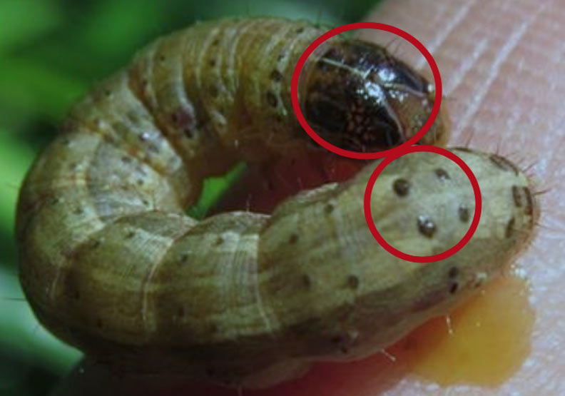 「秋行軍蟲」首度侵台！農委會研判：從中國隨西南風來_img_1