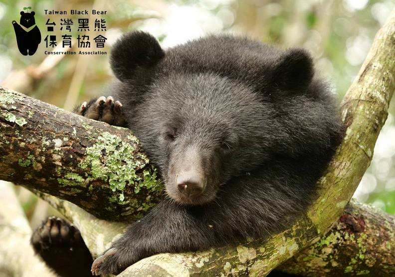 牠比貓熊還珍貴!台灣黑熊全台僅剩數百隻_img_3