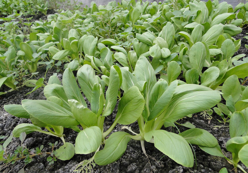 青江菜CP值高，鈣質、膳食纖維一次給你
