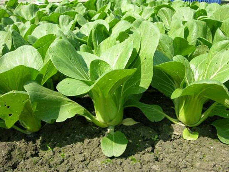 青江菜CP值高，鈣質、膳食纖維一次給你_img_1