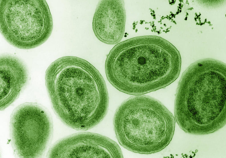 塑膠汙染無遠弗屆!研究證實:它讓氧氣產量也大幅降低_img_3