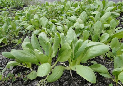 青江菜CP值高，鈣質、膳食纖維一次給你