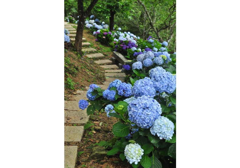 南庄繡球花景打卡祕境 在地人教你5種玩法_img_2