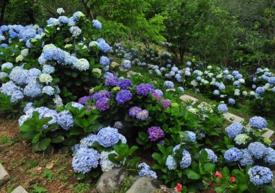 南庄繡球花景打卡祕境 在地人教你5種玩法