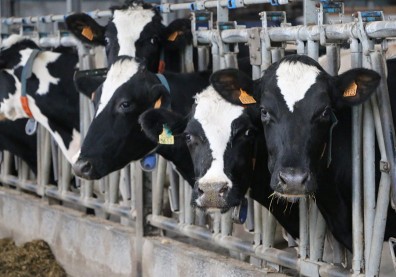 鮮乳最營養、保久乳加防腐劑？營養師破除迷思