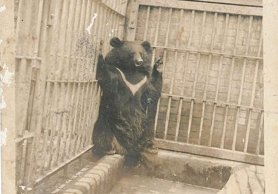 「家裡養了隻很凶的大狗」一看阿嬤照片讓人哭笑不得