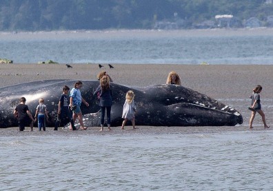 全球大量灰鯨異常死亡！磷蝦油殘害難辭其咎
