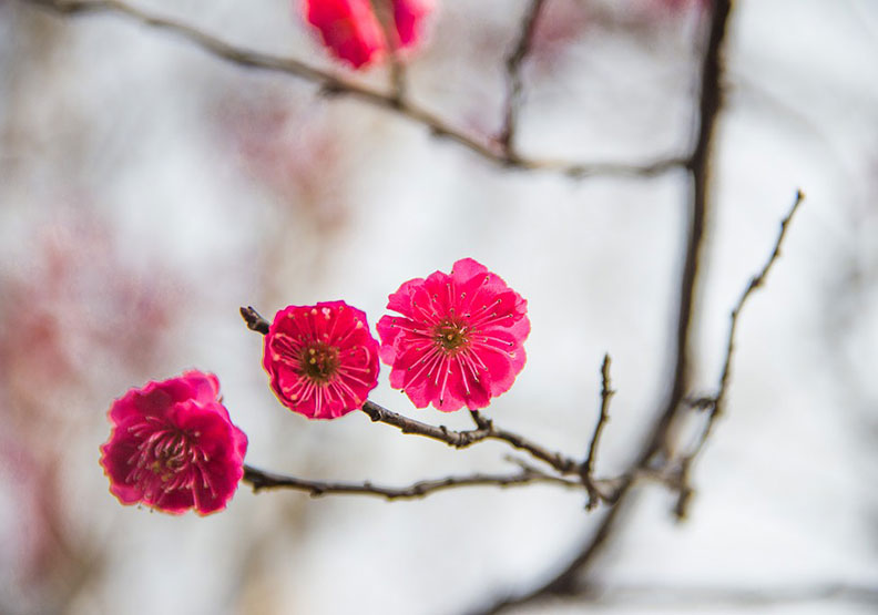 圖片來源：Pixabay