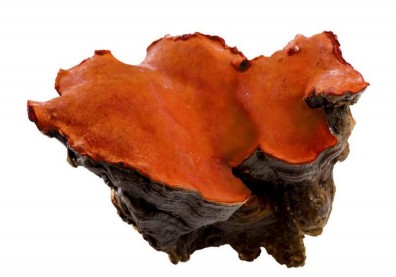 「森林紅寶石」牛樟芝能治百病？為何價格這麼高？