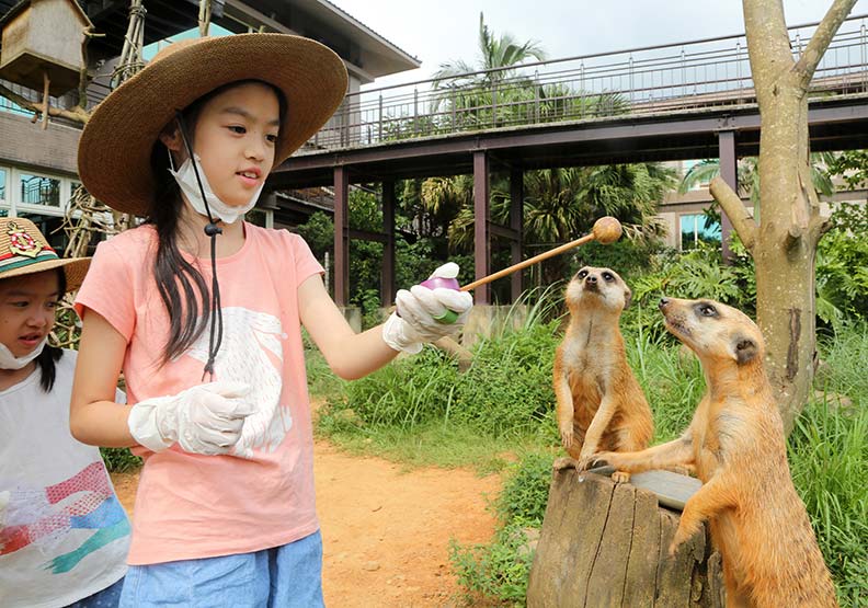 讓孩子體驗和野生動物互動的樂趣；圖中動物為狐獴。