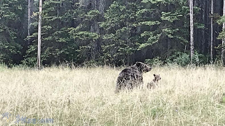 鮮明的藍綠色湖水！嘆為觀止大冰原：班夫國家公園_img_1
