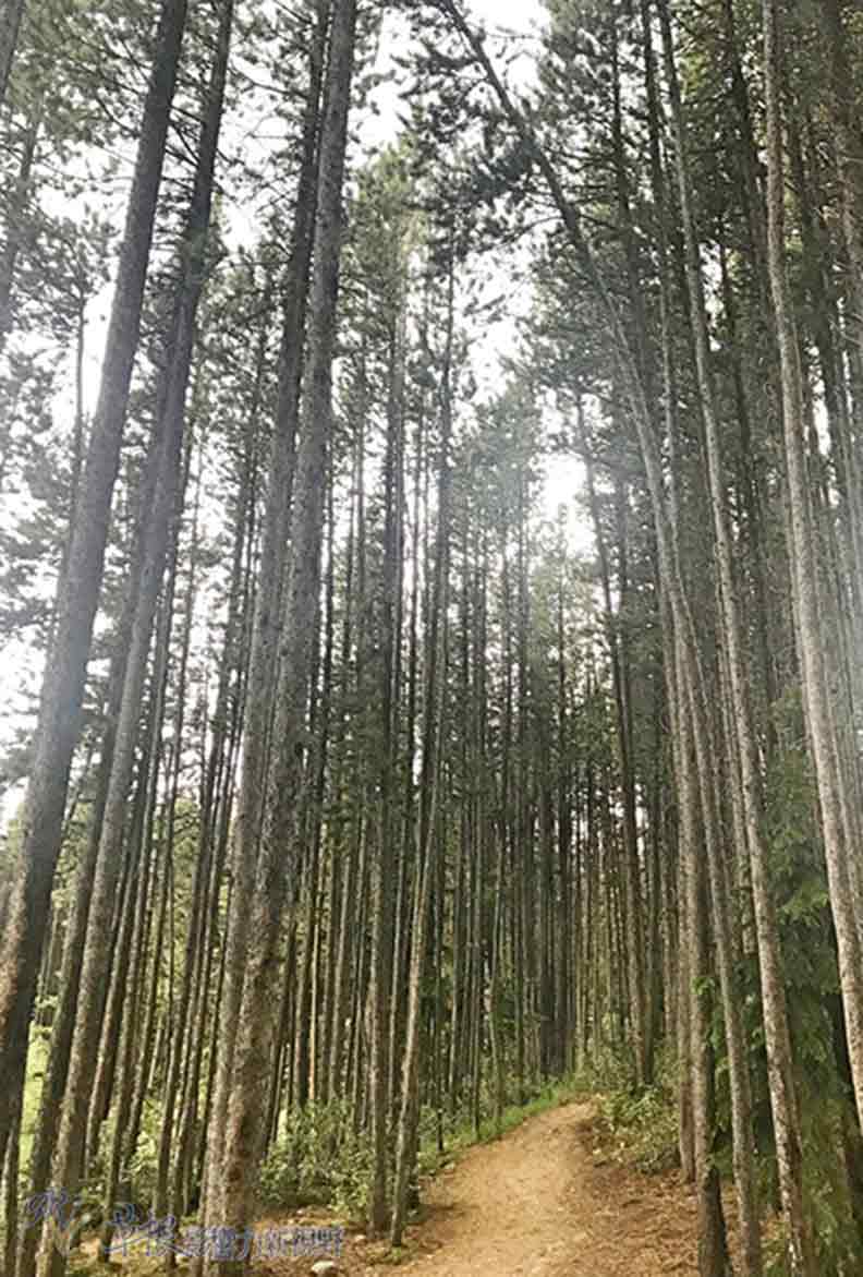 鮮明的藍綠色湖水！嘆為觀止大冰原：班夫國家公園_img_3