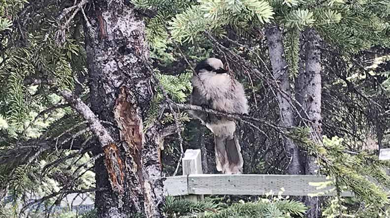 鮮明的藍綠色湖水！嘆為觀止大冰原：班夫國家公園_img_6