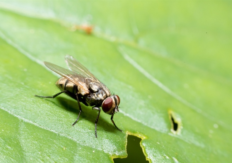 世上最危險的10種動物!第一名果真實至名歸_img_8