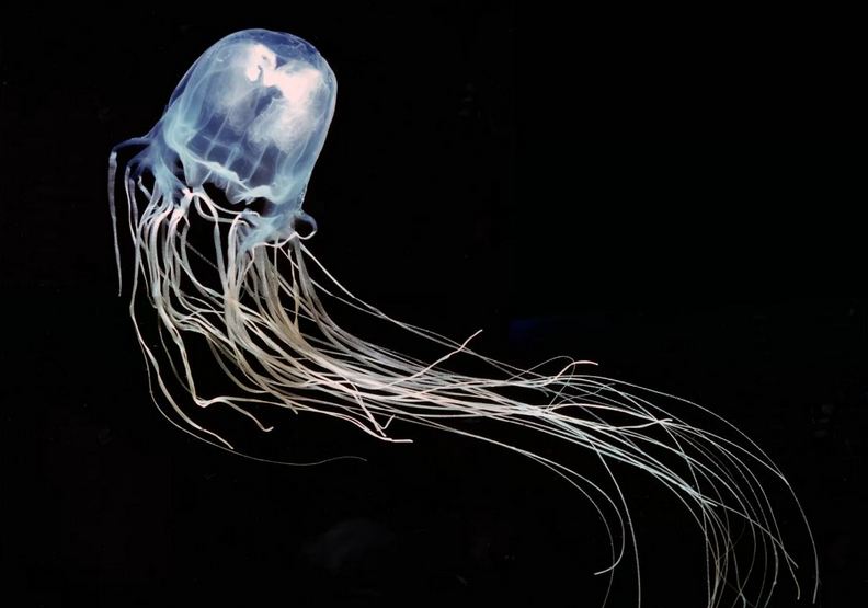 世上最危險的10種動物!第一名果真實至名歸_img_4