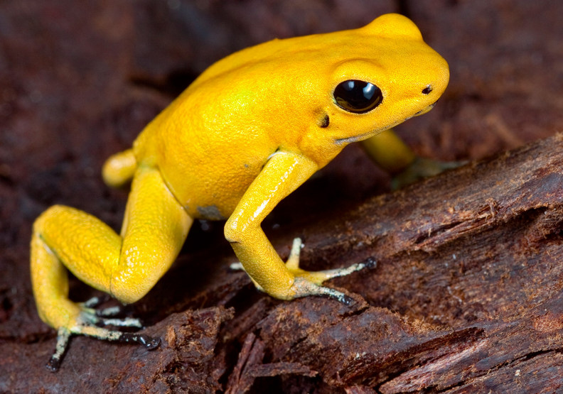 世上最危險的10種動物!第一名果真實至名歸_img_3