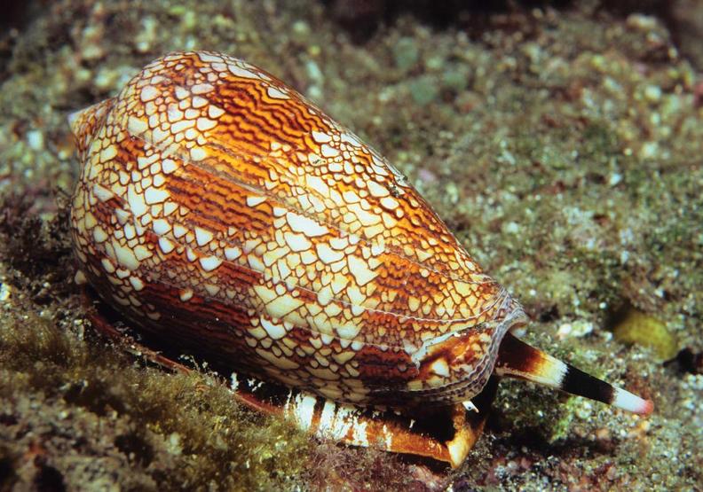 世上最危險的10種動物!第一名果真實至名歸_img_2