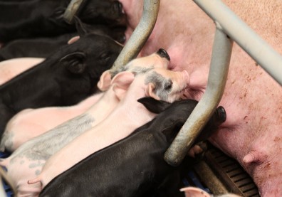 奮戰24年終於擺脫口蹄疫，但台灣豬還能打國際盃嗎？