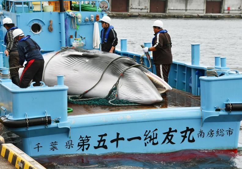 鯨豚最懼怕的夢魘!日本重啟商業捕鯨的悲歌_img_3