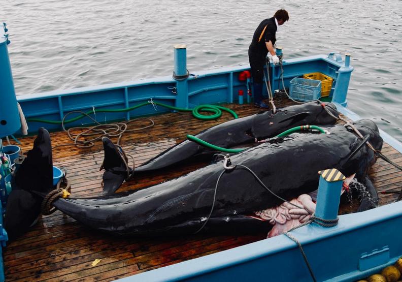 鯨豚最懼怕的夢魘!日本重啟商業捕鯨的悲歌_img_1