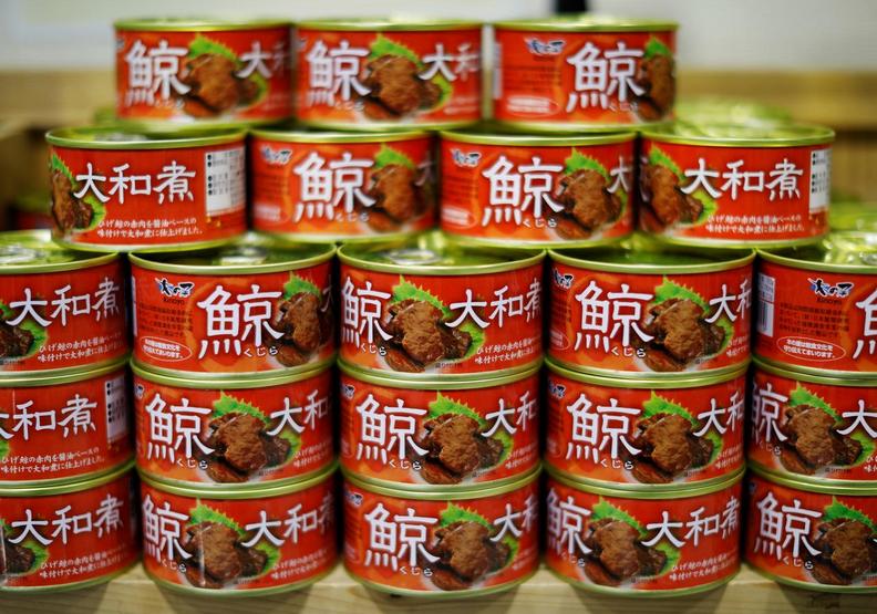 鯨豚最懼怕的夢魘!日本重啟商業捕鯨的悲歌_img_4