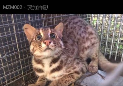 讓苗栗小石虎活下來！教授拜託夜行車通過「慢一分鐘」