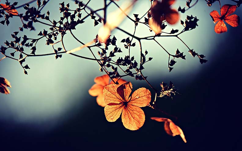 圖片來源：pixabay