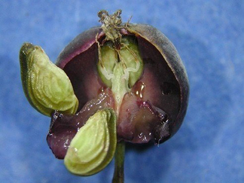 這不是「人參」!路邊野草別亂吃,她吃了上吐下瀉2小時_img_3