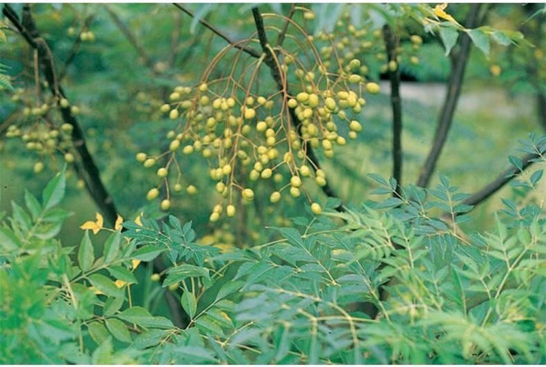 這不是「人參」!路邊野草別亂吃,她吃了上吐下瀉2小時_img_2