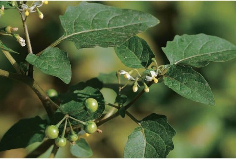 這不是「人參」!路邊野草別亂吃,她吃了上吐下瀉2小時_img_1