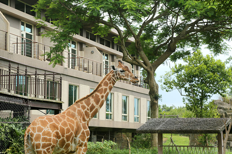 關西六福莊生態渡假旅館。張智傑攝