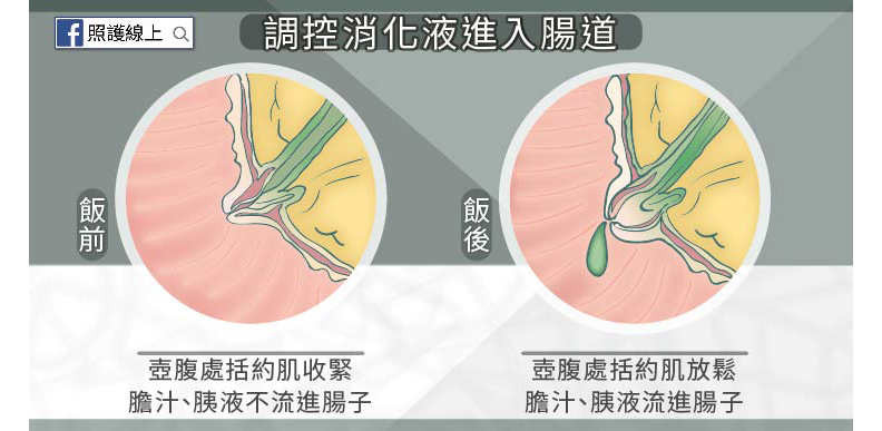 李應元、幸佳慧都因「壺腹癌」病逝!出現腹痛、大便灰白6症狀須留意_img_2