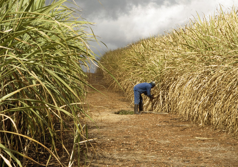 南非啟動課徵「糖稅」!寧可失業率飆升也要改善健康_img_1