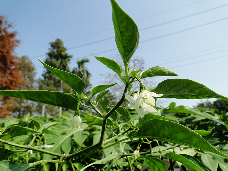 辣味灼燒感是痛覺!辣椒最辣元凶不是籽而是「它」_img_1