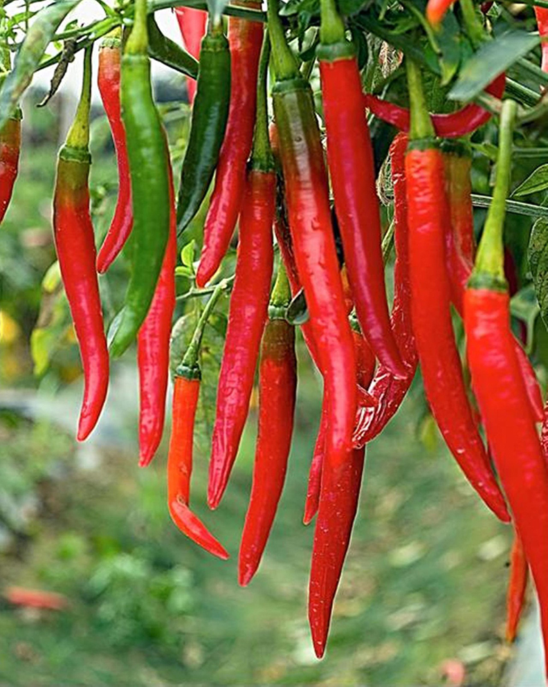 辣味灼燒感是痛覺!辣椒最辣元凶不是籽而是「它」_img_2