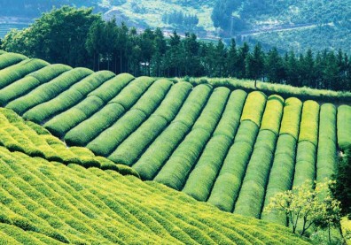 除了台灣之外，你還認識哪些世界知名茶？