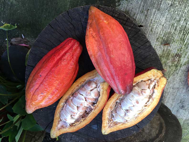 國境之南甜蜜蜜!到屏東體驗最潮巧克力_img_3