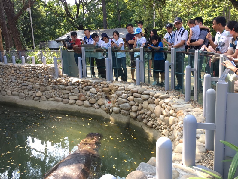 新竹市立動物園連小英都成了粉絲,背後有洋蔥!_img_2