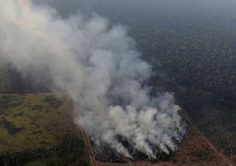 物種最殘忍的滅絕！亞馬遜雨林大火對動物傷害究竟有多大？_img_2