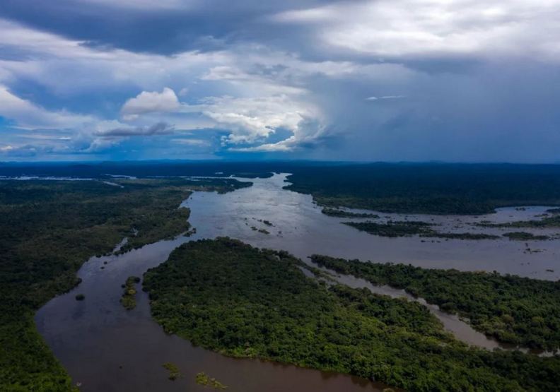 物種最殘忍的滅絕！亞馬遜雨林大火對動物傷害究竟有多大？_img_5