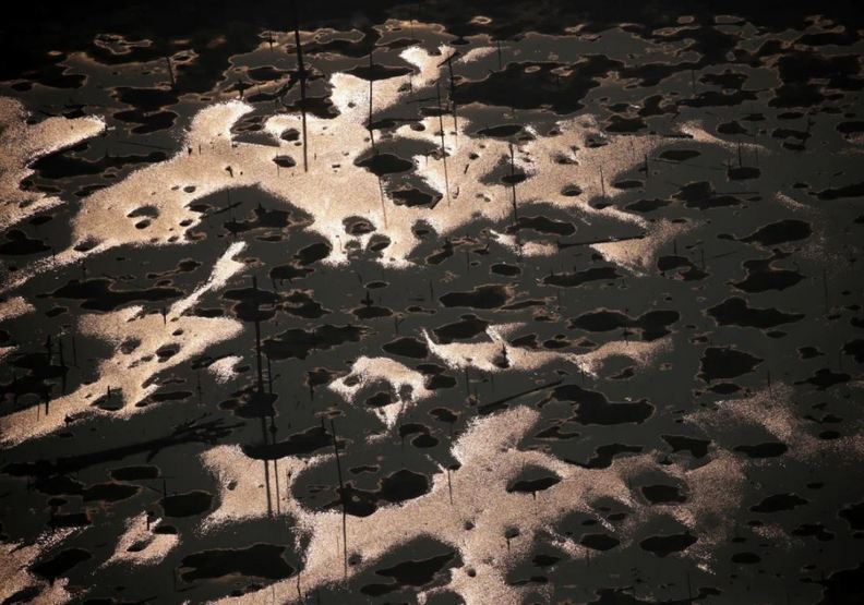 物種最殘忍的滅絕！亞馬遜雨林大火對動物傷害究竟有多大？_img_3