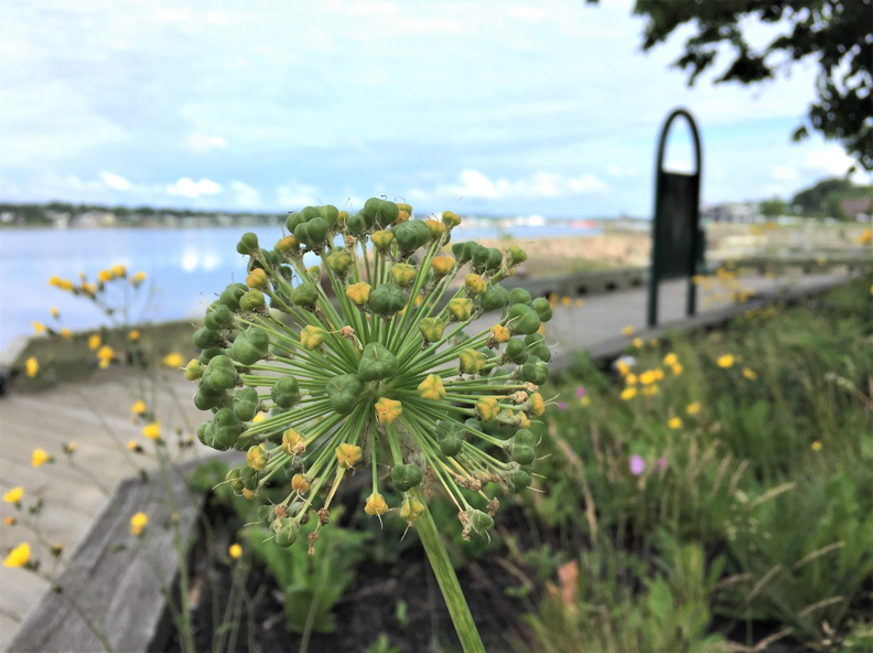 這不是澳洲的雪梨！你沒聽過的「雪梨」有世界最大的小提琴_img_10