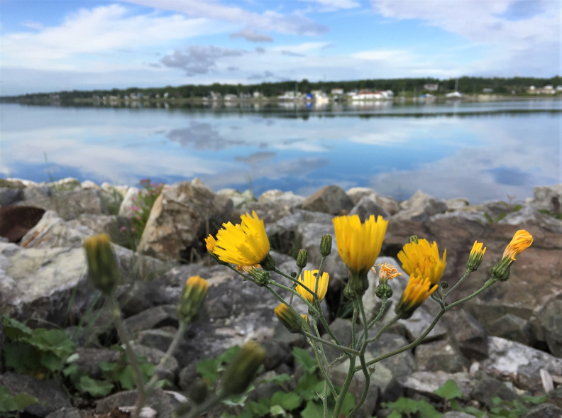 這不是澳洲的雪梨！你沒聽過的「雪梨」有世界最大的小提琴_img_11